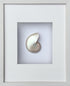 Framed Pearled Nautilus Shell Wall Art
